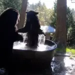 Two rescued bears take their first bath of the season at the Oregon Zoo