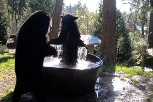 Two rescued bears take their first bath of the season at the Oregon Zoo