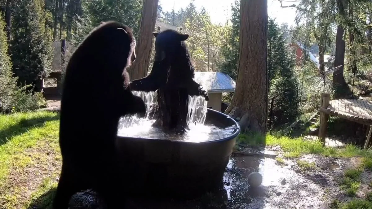 Two rescued bears take their first bath of the season at the Oregon Zoo