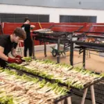 Las Rozas celebrates a new edition of the gastronomic festival dedicated to calçots: about 30,000 will be grilled with firewood this weekend