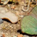 The unknown butterfly discovered in Barcelona