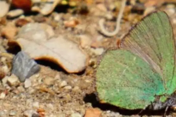 The unknown butterfly discovered in Barcelona