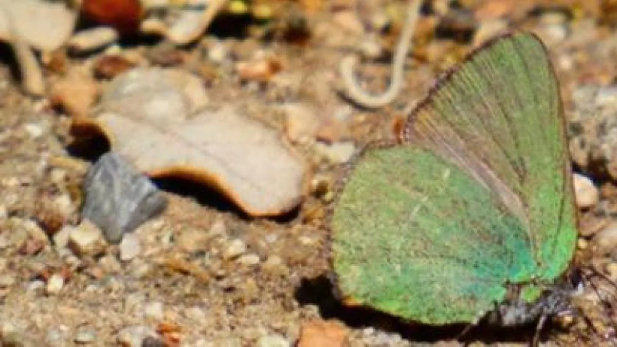 The unknown butterfly discovered in Barcelona
