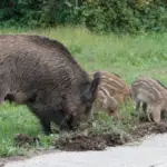 The Government invokes "reasons of responsibility" to request a change in the Tour route in Collserola due to African swine fever