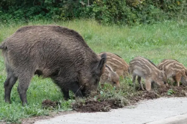 The Government invokes "reasons of responsibility" to request a change in the Tour route in Collserola due to African swine fever