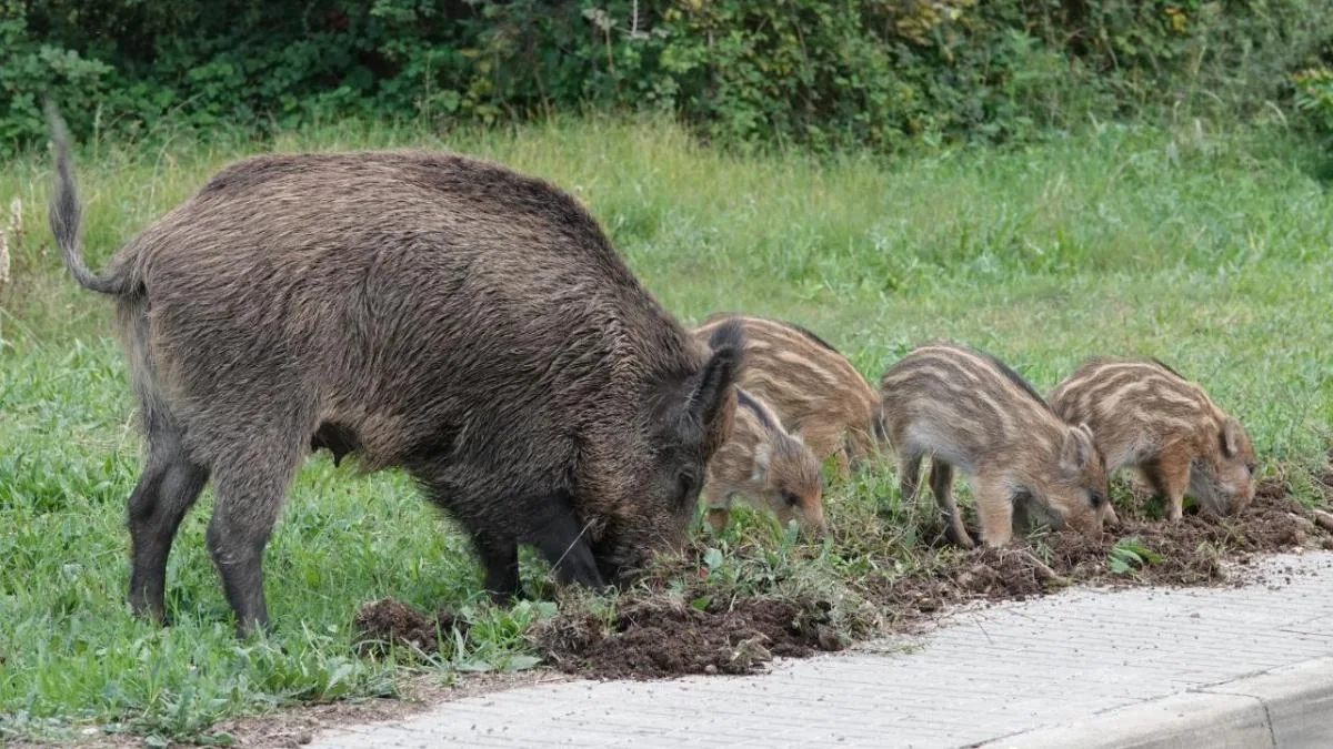 The Government invokes "reasons of responsibility" to request a change in the Tour route in Collserola due to African swine fever