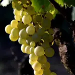 70% of the fruit consumed in Spain contains pesticide residues