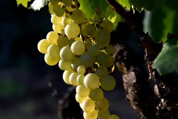 70% of the fruit consumed in Spain contains pesticide residues