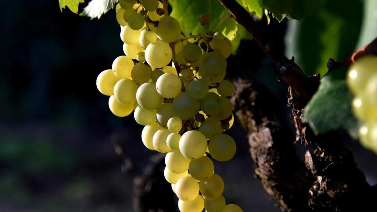 70% of the fruit consumed in Spain contains pesticide residues