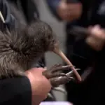 Kiwi returns to Wellington after more than a century of absence