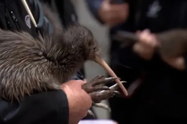 Kiwi returns to Wellington after more than a century of absence