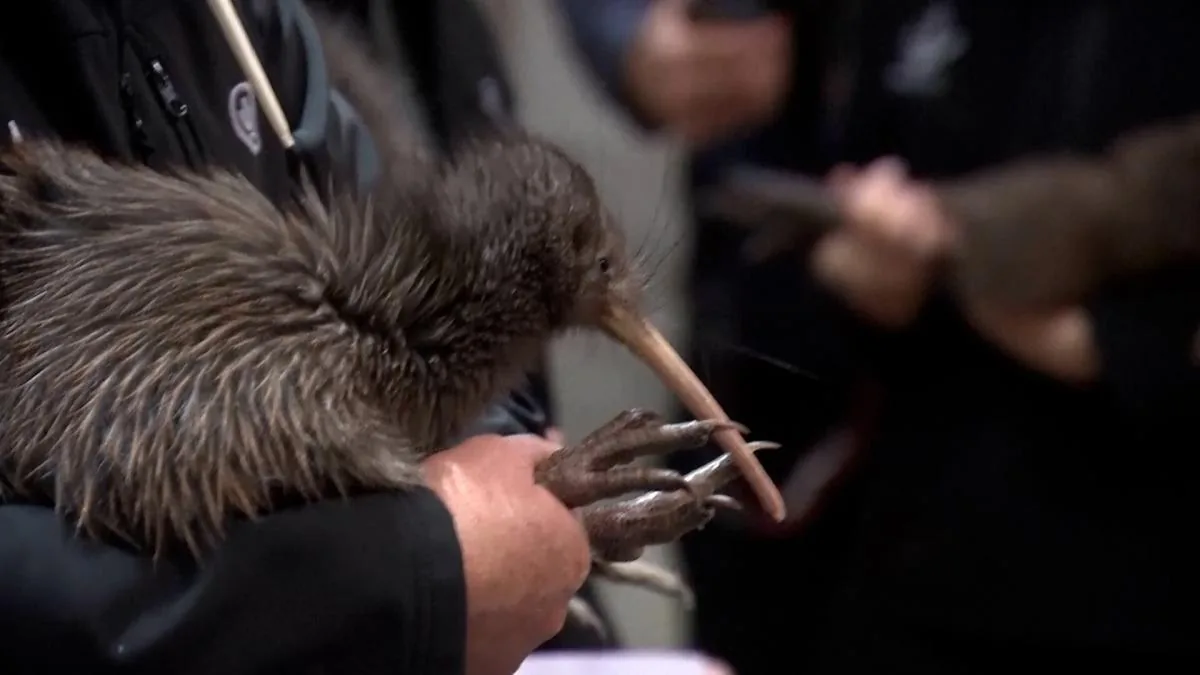 Kiwi returns to Wellington after more than a century of absence