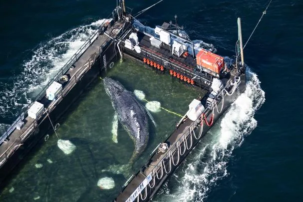 (A barge adapted as a floating dock transported the whale over 70 kilometers T