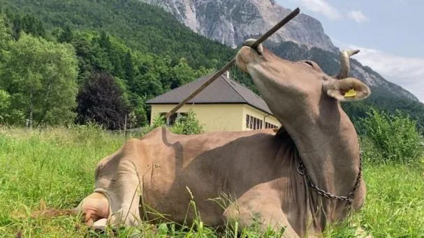 The cow Veronika surprises scientists with her intelligence using tools