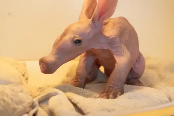 The anteater cub “Womble” gets used to its new environment