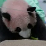 The first giant panda in Indonesia is ready to charm the public