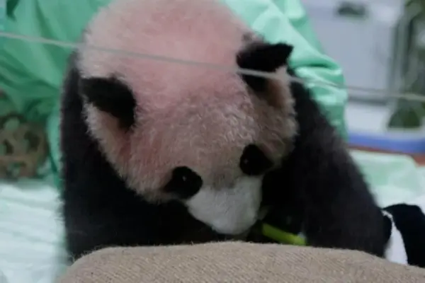 The first giant panda in Indonesia is ready to charm the public
