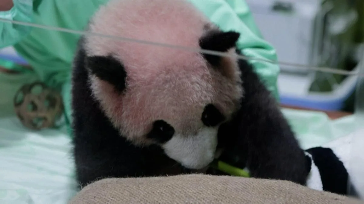 The first giant panda in Indonesia is ready to charm the public