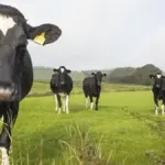 A study demonstrates cows' memory: they recognize familiar faces and associate voices with faces