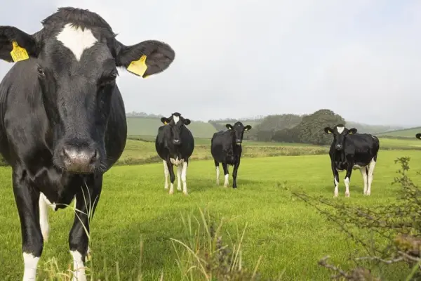 A study demonstrates cows' memory: they recognize familiar faces and associate voices with faces
