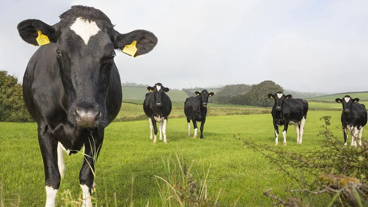 A study demonstrates cows' memory: they recognize familiar faces and associate voices with faces