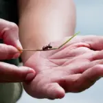 The 200 euro ant: the new loot of smuggling in East Africa