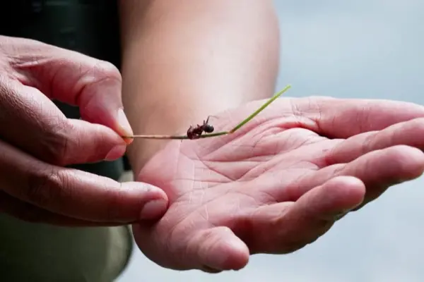 The 200 euro ant: the new loot of smuggling in East Africa