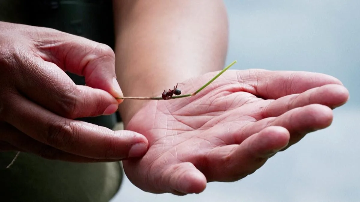 The 200 euro ant: the new loot of smuggling in East Africa