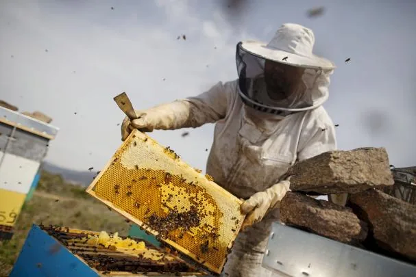 Abellaires Empordanesos offers an experience to visit one of their apiaries and see up close the work of the bees and their importance in the ecosystem