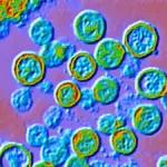 The mysteries of the hantavirus that has caused a deadly outbreak on a cruise ship