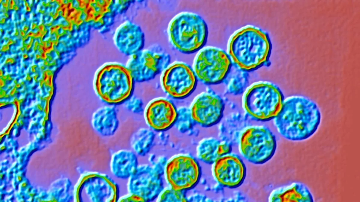 The mysteries of the hantavirus that has caused a deadly outbreak on a cruise ship