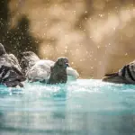 When pigeons were not "flying rats": Archaeologists discover they were domesticated in Cyprus 1,000 years earlier than previously thought