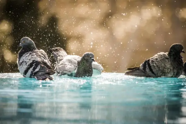 When pigeons were not "flying rats": Archaeologists discover they were domesticated in Cyprus 1,000 years earlier than previously thought