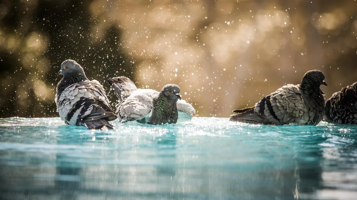 When pigeons were not "flying rats": Archaeologists discover they were domesticated in Cyprus 1,000 years earlier than previously thought