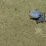 A small blue octopus discovered in the Ecuadorian Galápagos archipelago