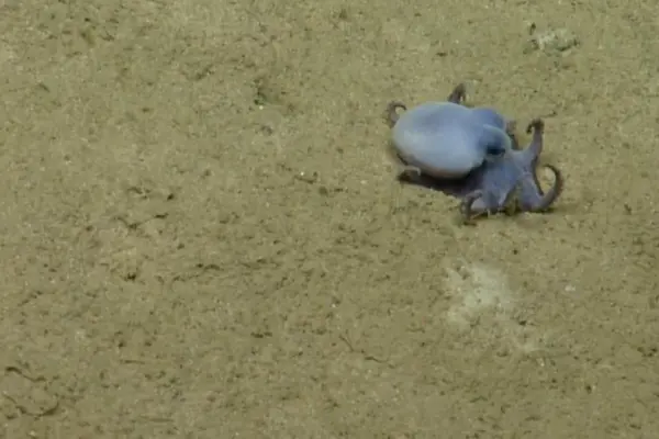 A small blue octopus discovered in the Ecuadorian Galápagos archipelago