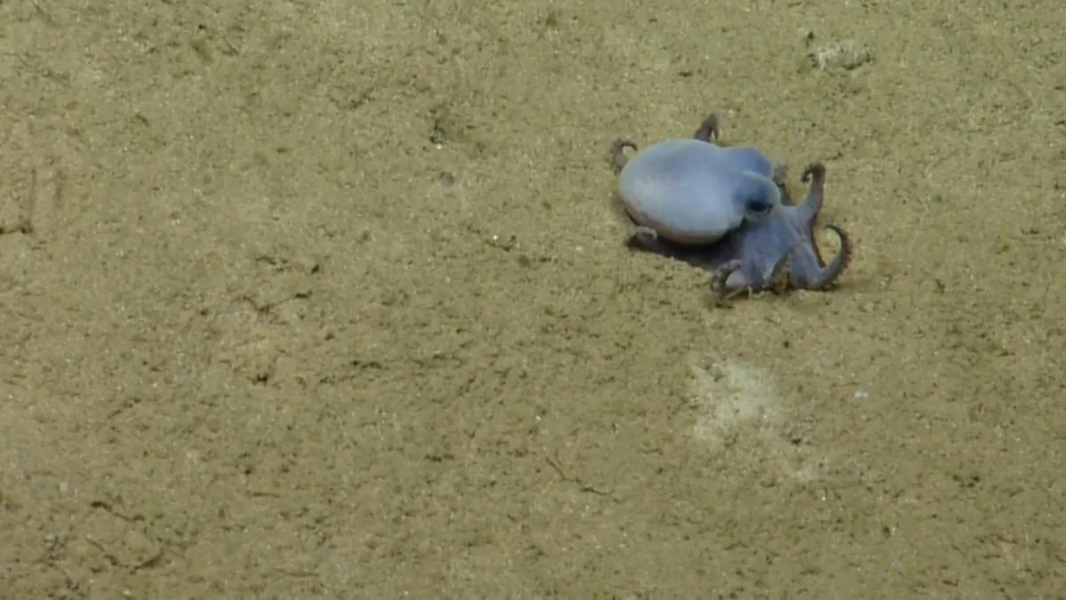 A small blue octopus discovered in the Ecuadorian Galápagos archipelago
