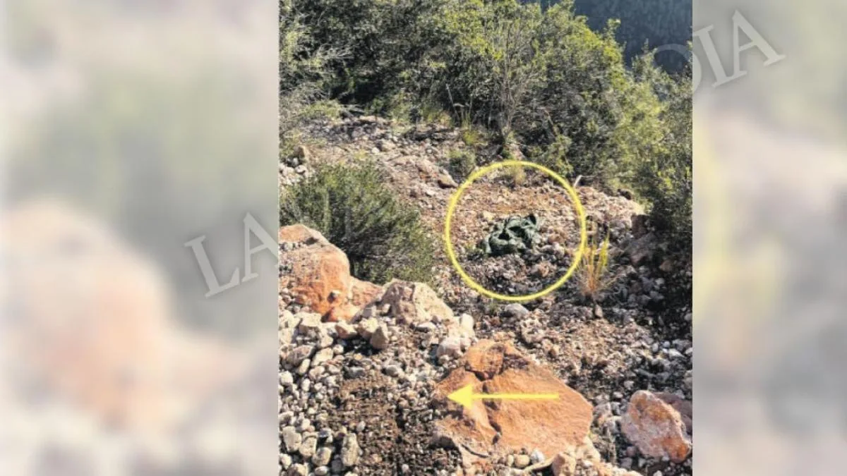 Two climbers attended to Jonathan Andic after the father's fall