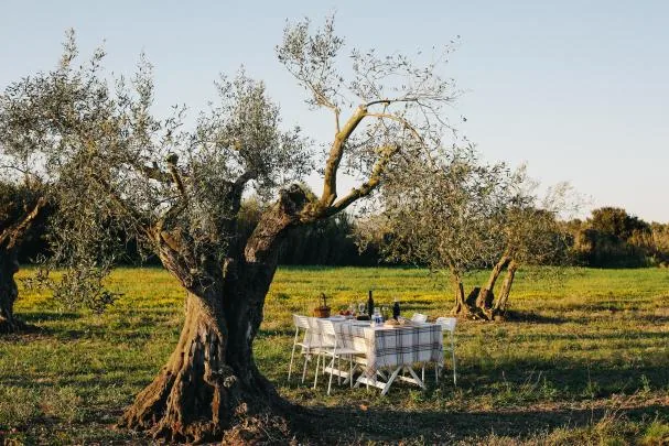 Ventalló oil, one of the most recognized products of the area