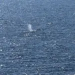 Happy ending for “Timmy”: whale that kept Germany on edge released into the North Sea