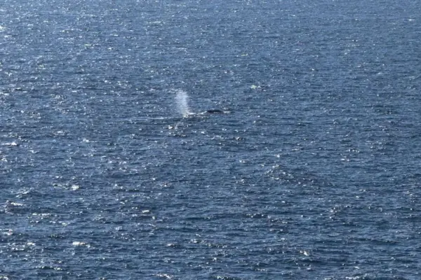 Happy ending for “Timmy”: whale that kept Germany on edge released into the North Sea