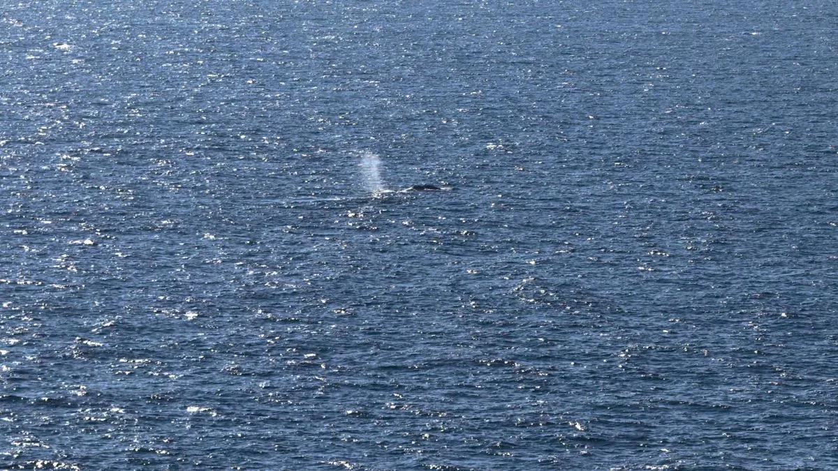 Happy ending for “Timmy”: whale that kept Germany on edge released into the North Sea