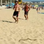 A snake intrudes among the bathers at Platja de Palma de Mallorca