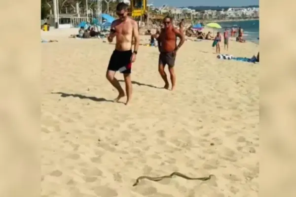 A snake intrudes among the bathers at Platja de Palma de Mallorca