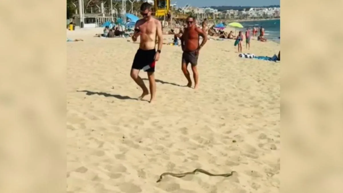 A snake intrudes among the bathers at Platja de Palma de Mallorca