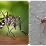 Experts foresee "a difficult summer" with the tiger mosquito and cockroaches
