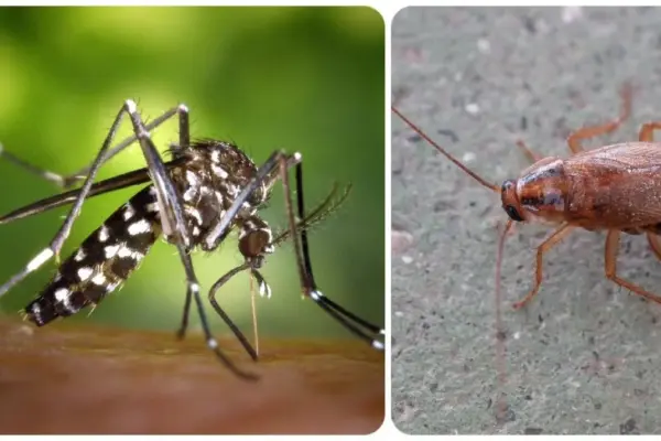 Experts foresee "a difficult summer" with the tiger mosquito and cockroaches
