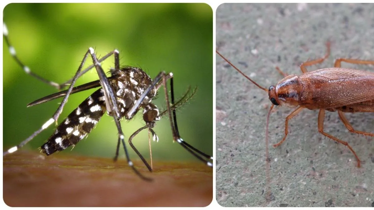 Experts foresee "a difficult summer" with the tiger mosquito and cockroaches