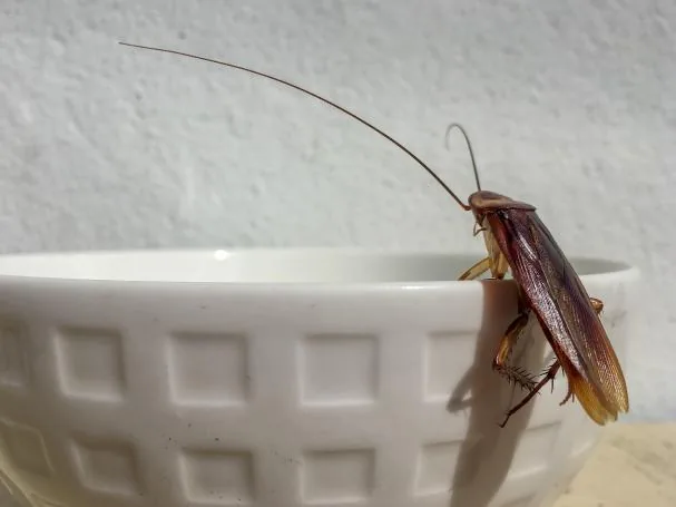Image of a cockroach