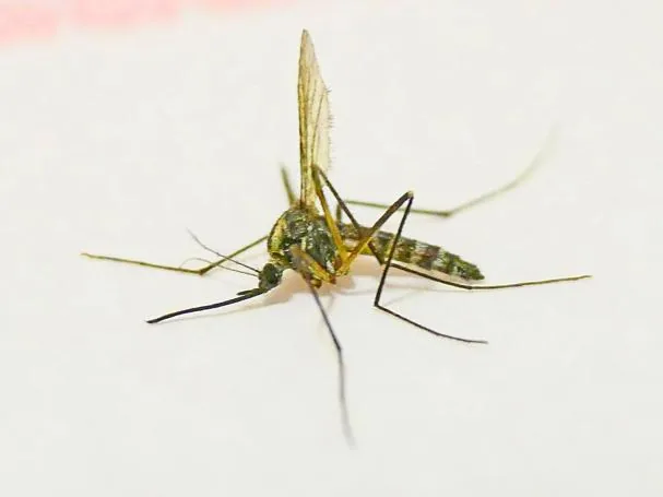 Specimen of tiger mosquito